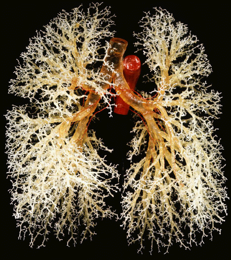 Cast of Lung Tissue